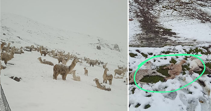 Intensas nevadas provocan mortandad de crías de alpacas y llamas en distrito de Totora Oropesa